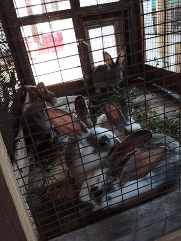 ветеринар беловодск: Продаю | Крольчата