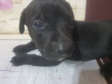 it doberman: Doberman, 1 ay, Dişi, Peyvəndli, Ünvandan götürmə, Ödənişli çatdırılma