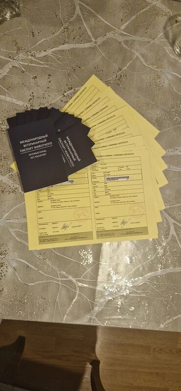 İtlər: Kane-Korso, Erkek, Sənədli, Ünvandan götürmə — 7