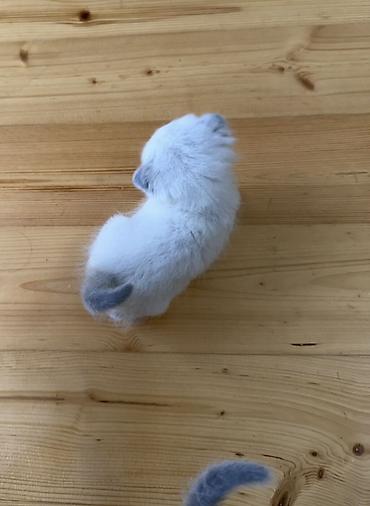 Pişiklər: Britan — 6