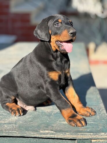 itleri: Doberman, 1 ay, Erkek, Peyvəndli, Ünvandan götürmə