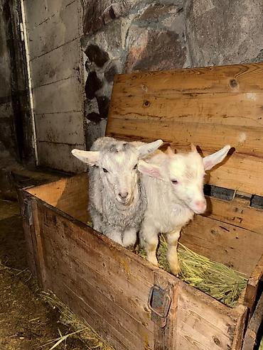 Козы, козлы: Продаю | Козлёнок | Для разведения — 7