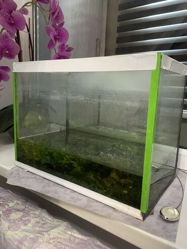 Продаю аквариум 20л прилагается камушки ракушки живые водоросли