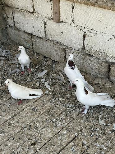 heyvanlar quşlar: Tam saqlam heyvanlar 2 cutu 100 manat 
Wp +994 77 472 00 19 — 10