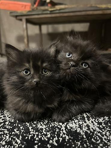 Мышыктар: Отдам в хорошие руки котят 3 черных котят -девочки, серый мальчик - — 1