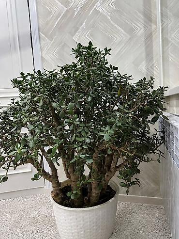 карликовой кури: Крупное комнатное растение – толстянка (Crassula ovata, «денежное — 1