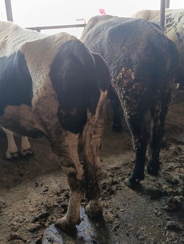 товары для животных: Продаю | Корова (самка), Бык (самец), Тёлка | На откорм, На забой, Для разведения
