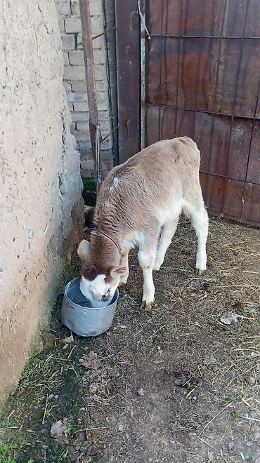 Коровы, быки: Продаю | Бык (самец) — 1