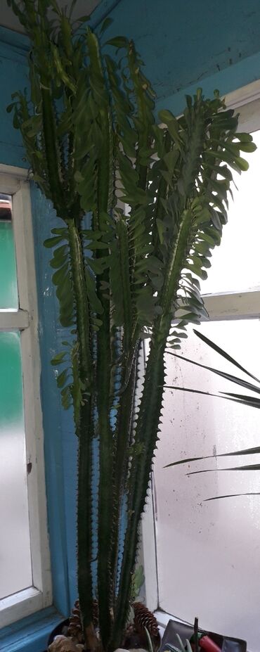 кактусы: Продаю трёхгранний кактус высотой 130 сантиметров. 600 сомов. тел