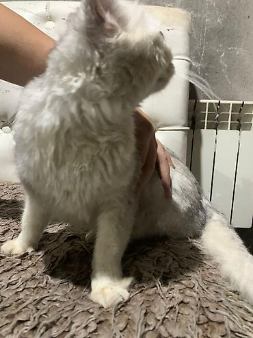 Продажа кошек: Шотландская кошка, серебристый окрас шиншилла (silver shaded). Крупные — 2