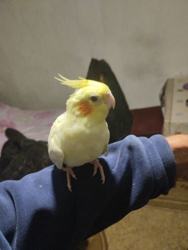 Tutuquşları: Növ: Nimfa tutuquşu (cockatiel), açıq sarı rəng, yanaqlarda narıncı — 7