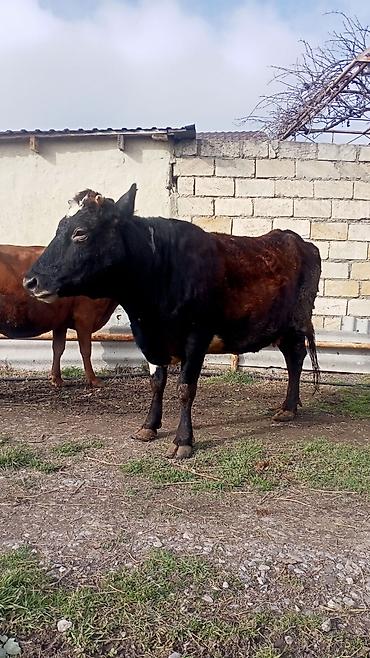 Digər heyvanlar: İney ve balasi satılır — 3