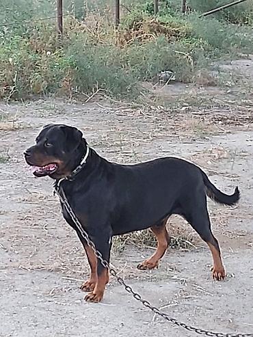 kanqal itleri: Rotveyler, 2 il, Erkək, Peyvəndli, Rayonlara çatdırılma — 4