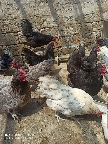 satılan atlar: Toyuq, Australorp, Damazlıq, Ödənişli çatdırılma, Ünvandan götürmə — 8