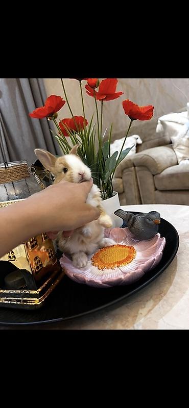 kaliforniya dovşan: 1 aylıq balaca🐰 ÖZEL DİŞİ İki dovşan götürsəniz, bir-birlərinə yoldaş — 3