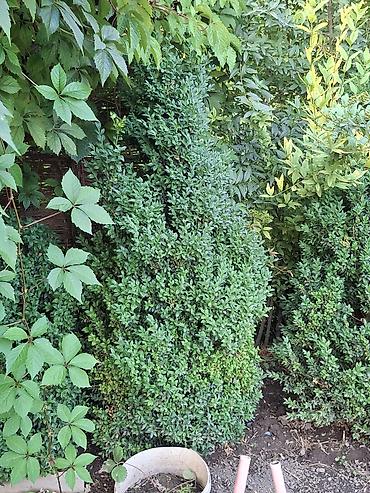 Декоративные деревья: Саженцы деревьев: Ели — 27