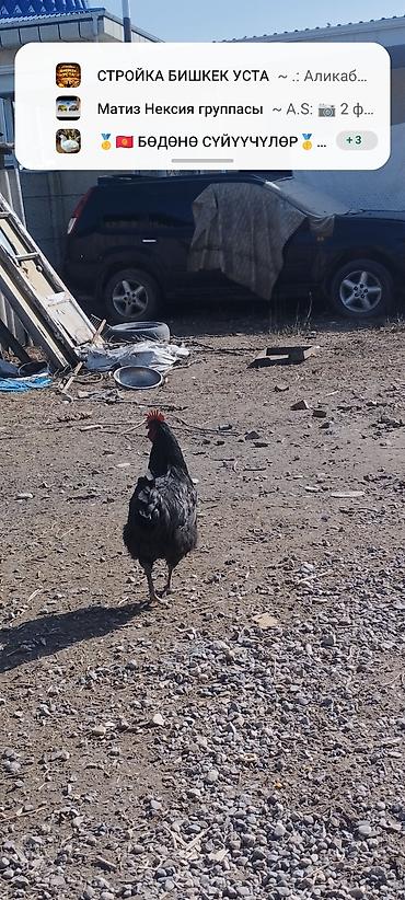 Куры, петухи: Продаю | Петух | Для разведения — 3