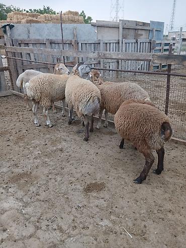 bala qoyun: 5 dənə kök quzu satılır.ünvan.Yeni Yaşma — 1