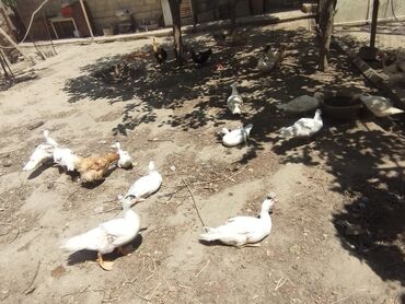 pişiyə verilən adlar: Erkək, | Lal ördək, Damazlıq, Ünvandan götürmə