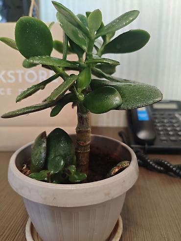 денежный цветок: Толстянка (денежное дерево) в горшке - Вид: Crassula ovata — 4