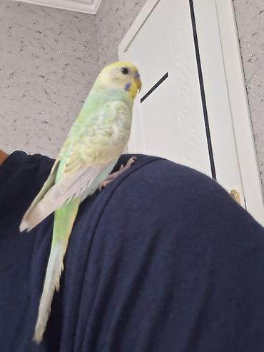 bulbul quşu haqqında məlumat: 3 aylıq sağlam erkək rainbov ələ öyrəşən vaxtıdı Xüsusiyyətlər: - — 4
