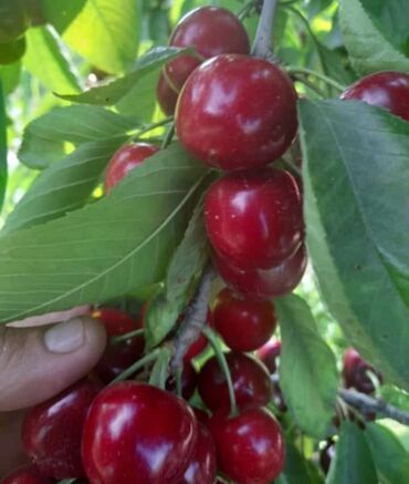 Meyvə və giləmeyvə: Bütün növ meyvə tinglərinin satışı mümkündür. Öz sahəmizdən satırıq — 9