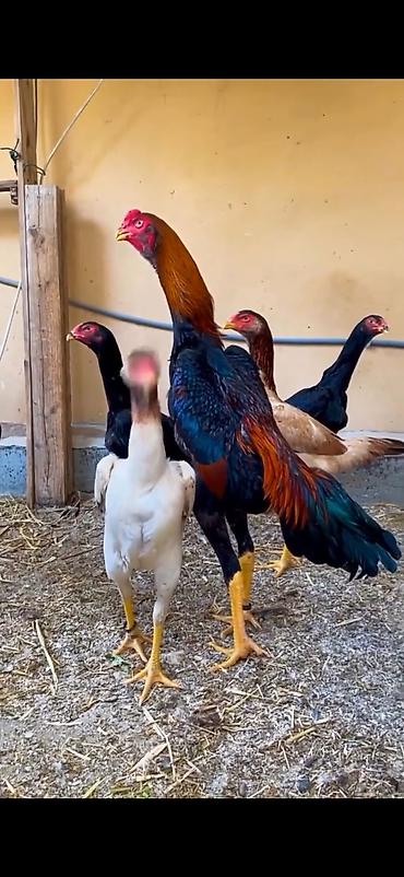 quş: Toyuq, Damazlıq — 2
