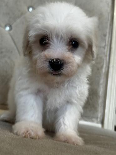 İtlər: Bişon Frize — 6