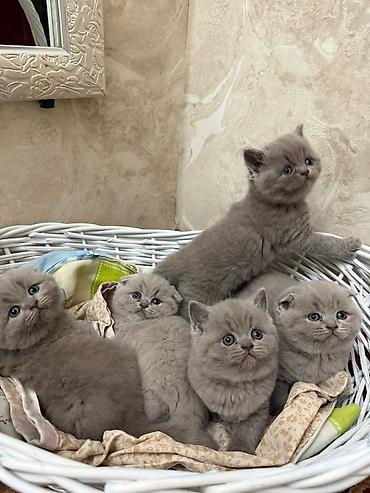 вет: Ит кууту: Скотиш Фолд (Шотландиялык шалпаң кулак), Эркек, 4 жаш, Документтери менен, Көгүлтүр — 9