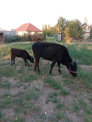 стельный корова: Продаю | Корова (самка) | Для молока | После отела — 5