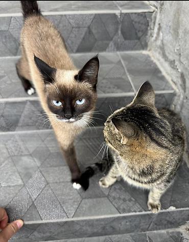 сиамс: Кошка даром: Сиамская, 1 месяц, Девочка, Приучена к лотку, Проглистована — 1