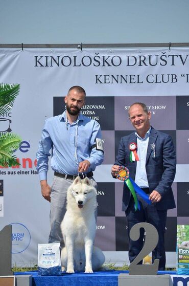 Psi: Dostupan muzjak sibirskog haskija za uzgoj ili kao ljubimac: Unreal — 7