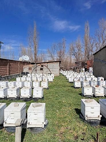 Мёд: МУЖСКАЯ СИЛА ЭТО. Пчелиное маточное молочко в натуральных условиях,в — 12