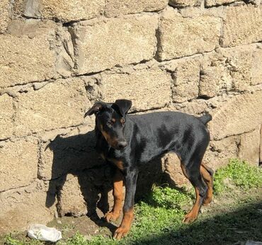 itler sekilleri: Doberman, 3 ay, Erkek, Peyvəndli, Ünvandan götürmə