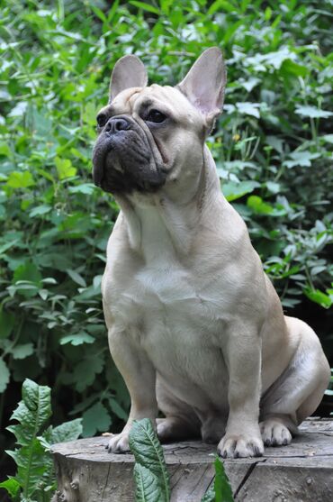Вязка собак: Французский бульдог для вязки. Выставочный мальчик, привозной, даёт — 12
