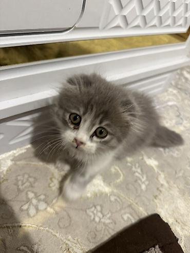 Продажа кошек: Шотландский вислоухий котёнок (длинношёрстный), окрас: серый с белым — 4