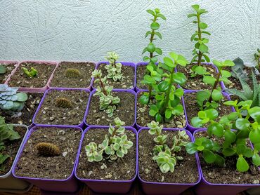 Otaq bitkiləri: Sukkulentlər. Sağlam və dözümlü bitkilərdi. Uzun müddət susuz qala -da lalafo.az — 9 Otaq bitkiləri: Sukkulentlər. Sağlam və dözümlü bitkilərdi. Uzun müddət susuz qala — 9