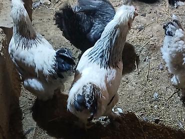 Куры, петухи: Продаю | Куры | Домашняя | Для разведения — 7