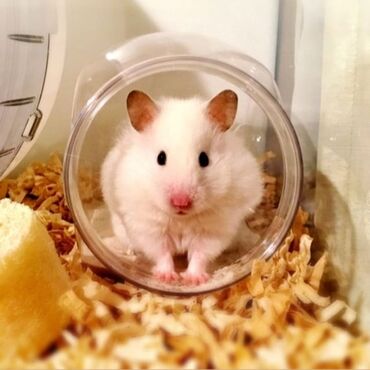 клетка для шиншилл: ПРОДАЮ СИРИЙСКИХ ХОМЯЧКОВ,А ТАК ЖЕ КЛЕТКИ,КОРМ,ОПИЛКИ,ПРОГУЛОЧНЫЕ