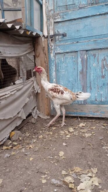 кролики декоративные: Сатам | Короздор | Тебиштирүүчү | Көбөйтүү үчүн lalafo.kg да кролики декоративные: Сатам | Короздор | Тебиштирүүчү | Көбөйтүү үчүн