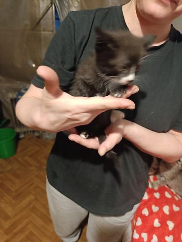 Отдам даром кошку: Котята девочки мальчики 1,5 месяца (серые мальчики, чёрно-белым — 29