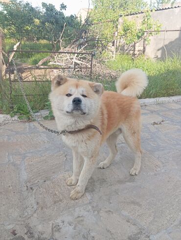 İtlər: Akita-inu, 2 il, Erkek, Sənədli, Ünvandan götürmə