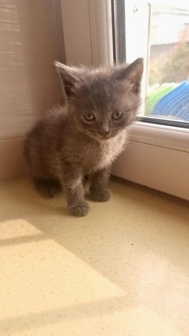 Pişiklər: Şotland, Erkək, Ünvandan götürmə, Ödənişli çatdırılma -da lalafo.az — 8 Pişiklər: Şotland, Erkək, Ünvandan götürmə, Ödənişli çatdırılma — 8