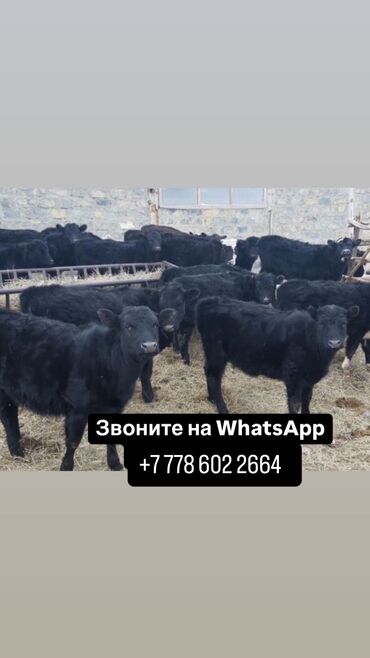 Коровы, быки: Продаю | Корова (самка), Бык (самец) | Алатауская, Айрширская, Абердин-ангус | Для разведения, Для молока | Осеменитель, Не стельные, Искусственник