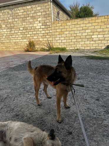 İtlər: Alman çoban iti, 1 ay, Erkek, Peyvəndli, Ödənişli çatdırılma — 7