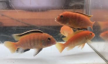 akvarium satışı: 4 ədəd iri ölçü Limonnik. Ölçünün aydın olması üçün akvariumun — 3