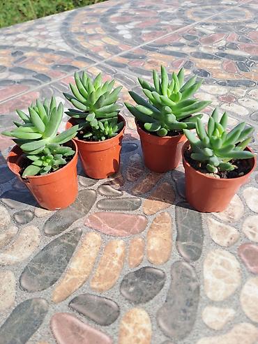 pencere setka: Mini sukulentlər – 4 ədəd set - Bitki tipi: Etli yarpaqlı sukulent — 1