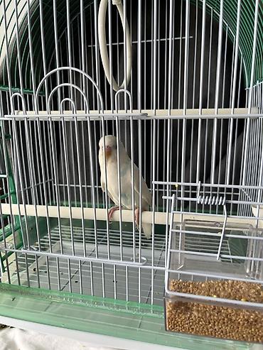 kucne kosnice: Na prodaju Agaponis Tigrica (Albino) Starost: 3 meseca Osobine — 4