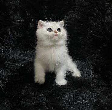 продаются котята: Скотиш Страйт (Шотландская прямоухая), 2 месяца, Девочка, Белый — 2