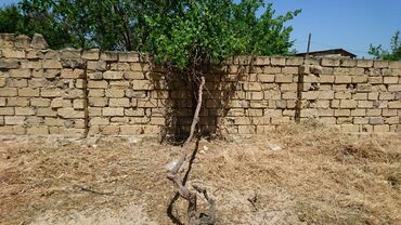 Torpaq sahələrinin satışı: 25 sot, Tikinti, Makler, Kupça (Çıxarış) -da lalafo.az — 11 Torpaq sahələrinin satışı: 25 sot, Tikinti, Makler, Kupça (Çıxarış) — 11